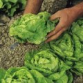 Lettuce